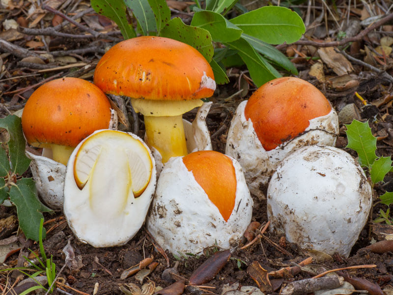 Amanita Caesarea: El Tesoro de los Césares