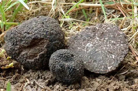 Tuber Melanosporum. El Diamante Negro de la Gastronomía