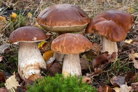 Guía Gastronómica y Botánica del Boletus Edulis