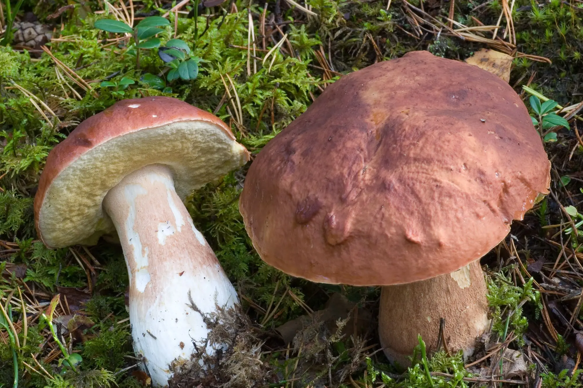 Guía Gastronómica y Biológica del Boletus pinophilus