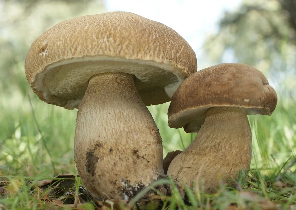 Guía Gastronómica y Botánica del Boletus Aestivalis