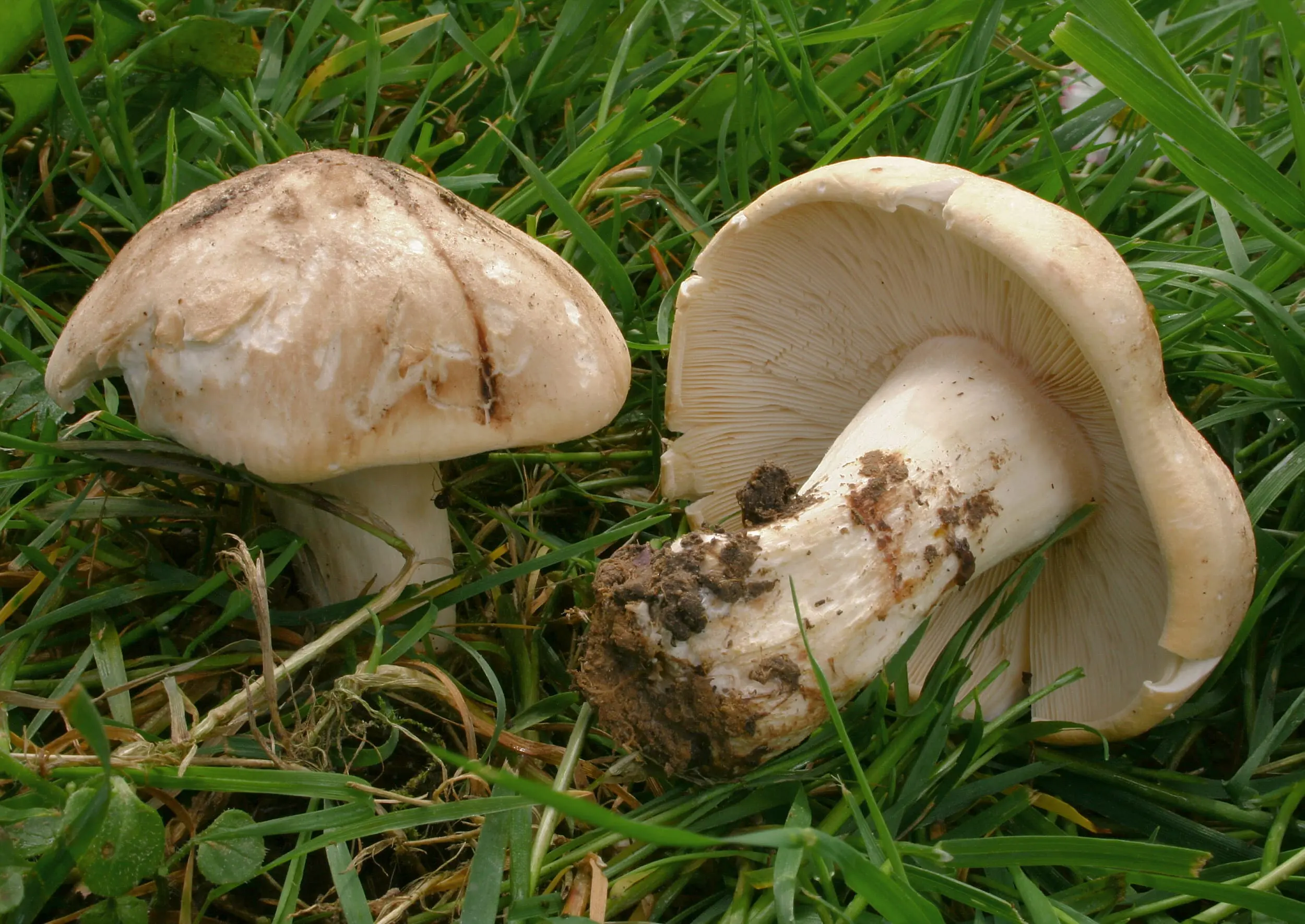 Guía Completa del Perretxiko (Calocybe gambosa). El Tesoro de la Primavera