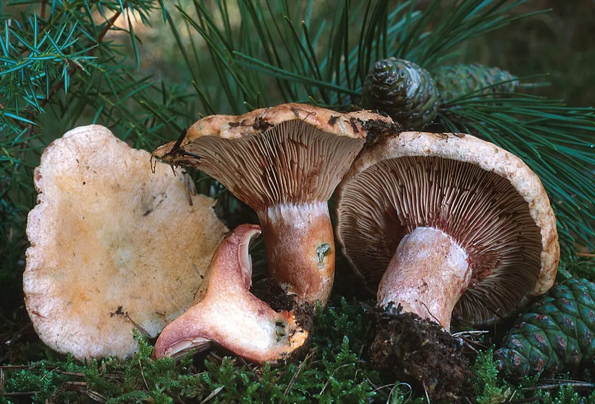 Lactarius sanguifluus. Guía del Níscalo de Sangre Vinosa