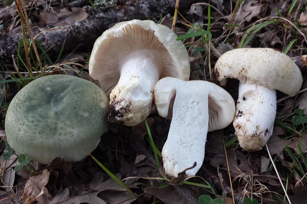 Russula virescens. 4 Secretos de la Seta 'Gorro Verde' que Debes Conocer Antes de Salir al Bosque
