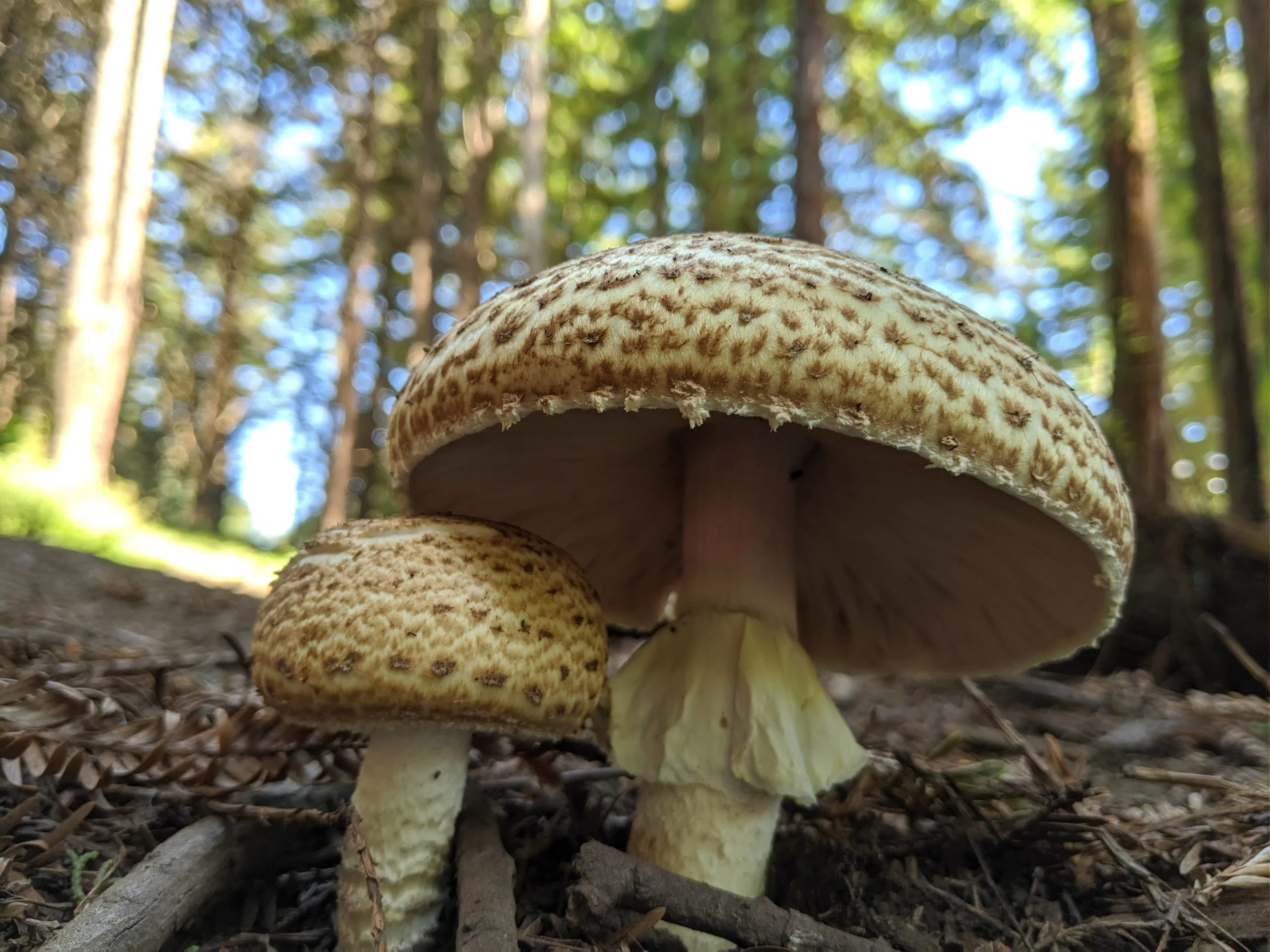 5 Hechos Asombrosos sobre el Agaricus augustus, el Champiñón Majestuoso