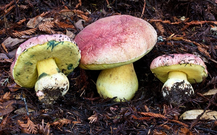 El Hongo Real que No Debes Comer Entero: 4 Secretos Sorprendentes del Boletus Regius
