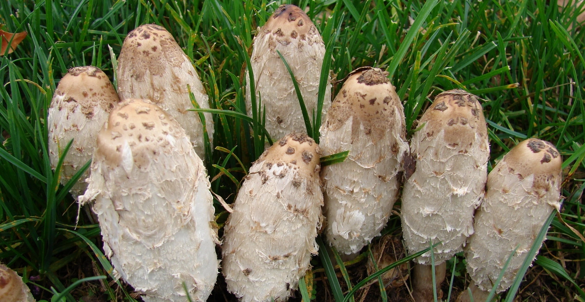 Coprinus comatus. La Seta que se Transforma en Tinta: 4 Secretos Sorprendentes de la Barbuda