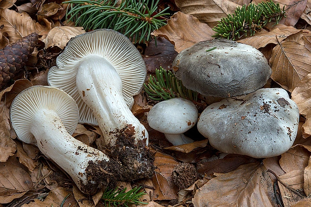 Hygrophorus marzuolus: 4 Secretos del Tesoro Escondido de la Primavera