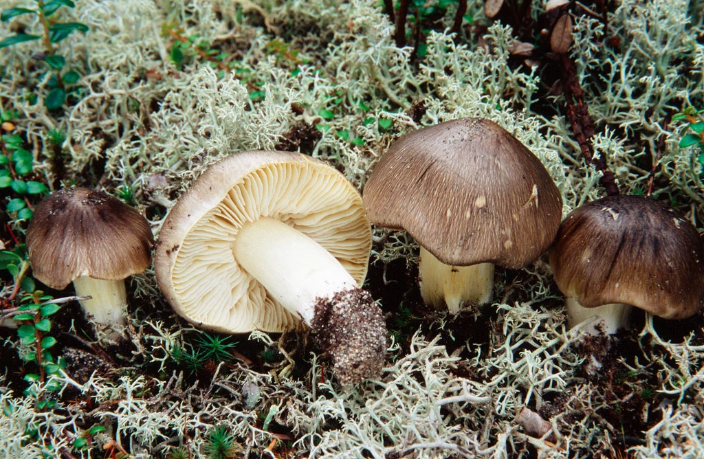 Tricholoma portentosum: Guía Completa de la Capuchina, el "Bacalao" del Bosque