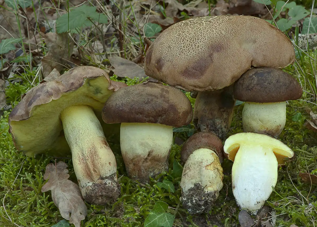 La Seta que Sangra Azul: 4 Secretos del  Butyriboletus Appendiculatus  que Debes Conocer