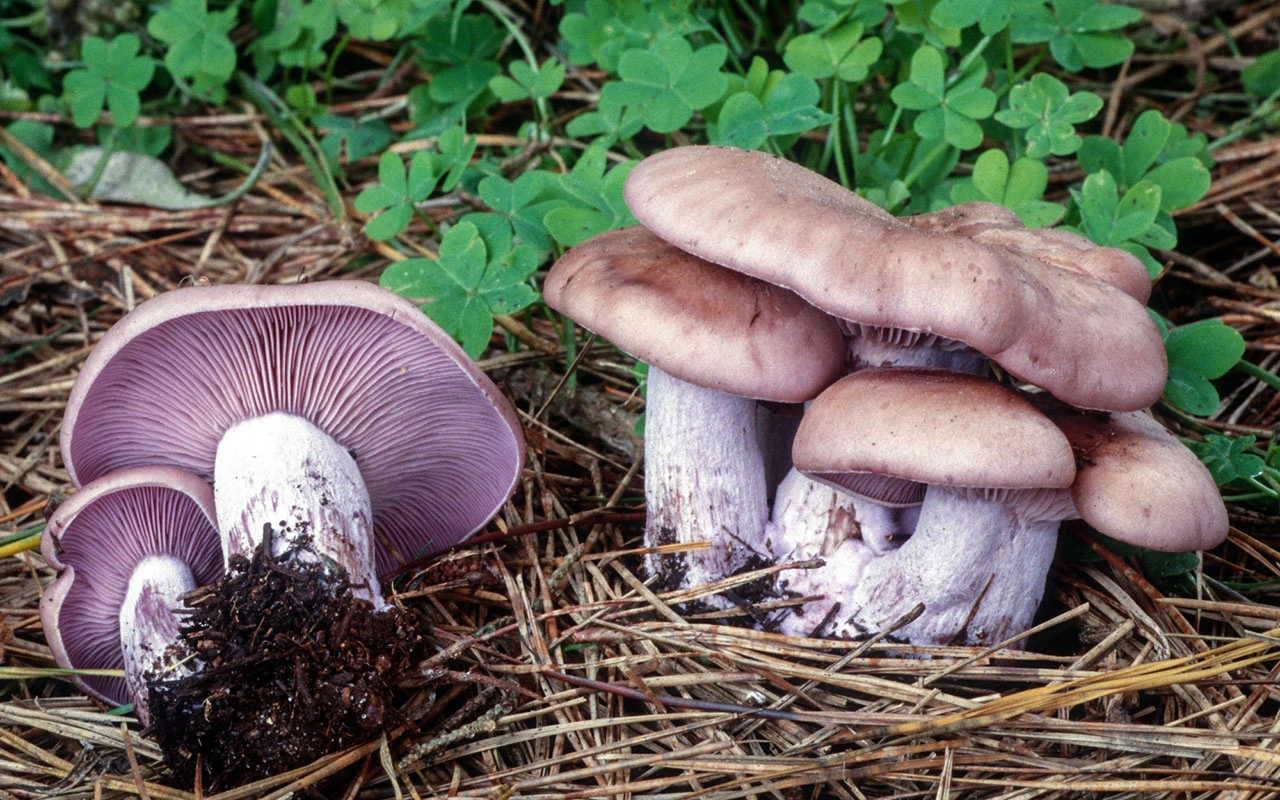Guía Completa de la Collybia nuda: El Famoso Pie Azul