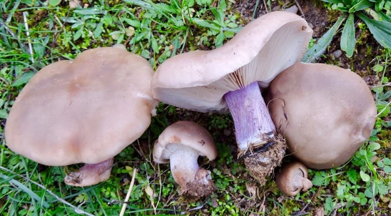 Collybia Personata: Guía Completa del "Pie Violeta"