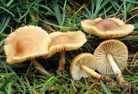 Senderuela (Marasmius oreades): La Guía Definitiva para el Recolector