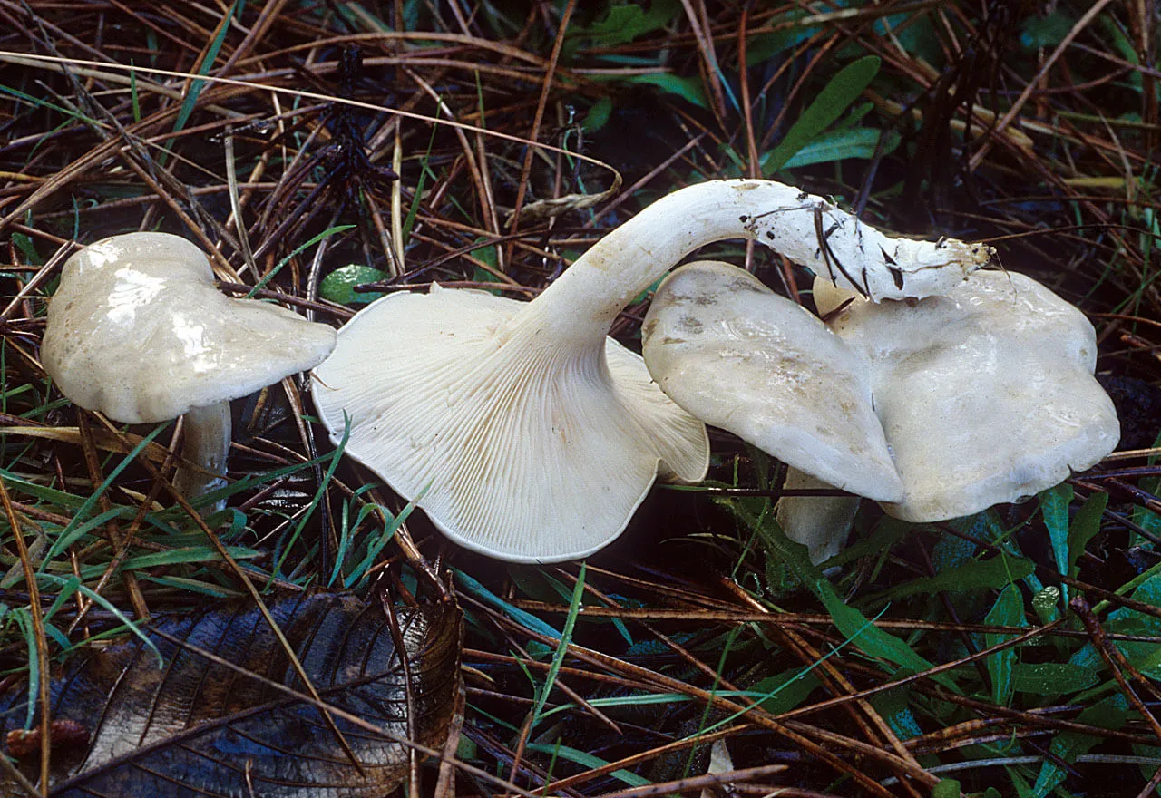 Clitopilus prunulus: Guía Completa de la Seta Molinera.