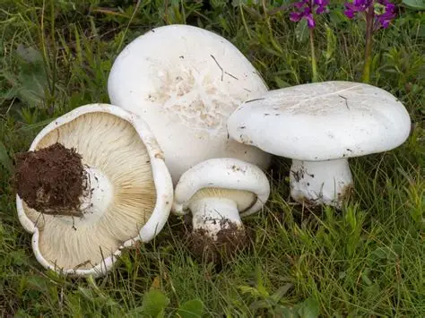 Guía Completa de Aspropaxillus lepistoides: La Seta "Garduña"