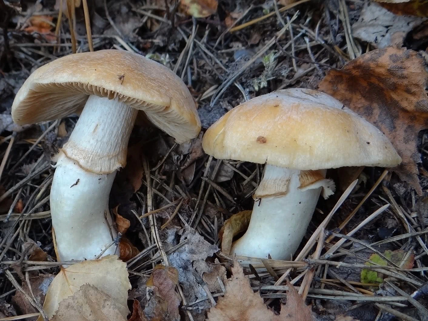 Guía Completa del Cortinarius caperatus: Identificación, Hábitat y Usos Culinarios