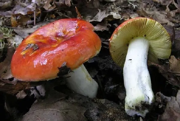 Guía Completa de la Russula aurea: El Tesoro Dorado del Bosque