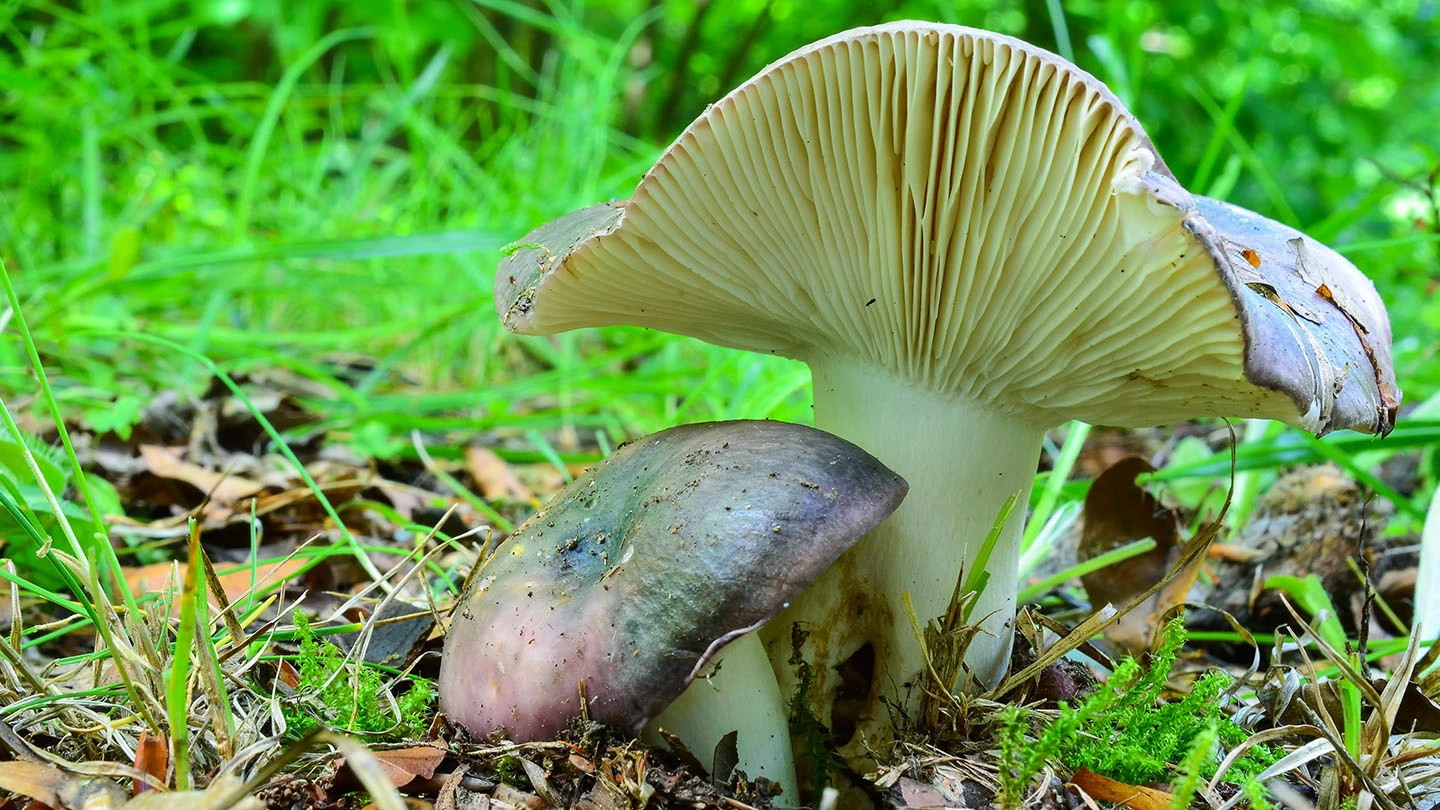 Guía Completa de la Russula cyanoxantha: La Carbonera, una Seta para Conocer y Disfrutar