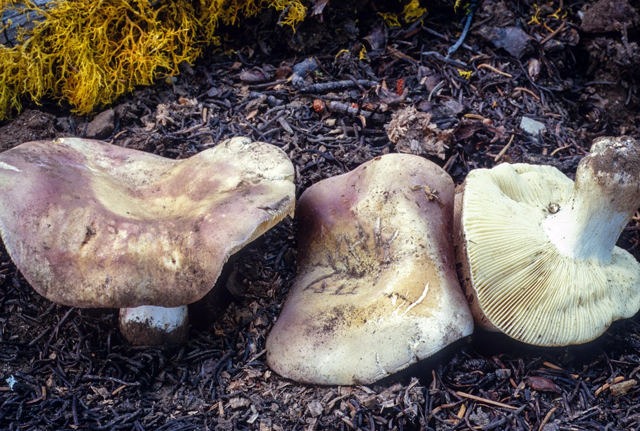 Guía Completa de la Russula mustelina: La Seta Comadreja