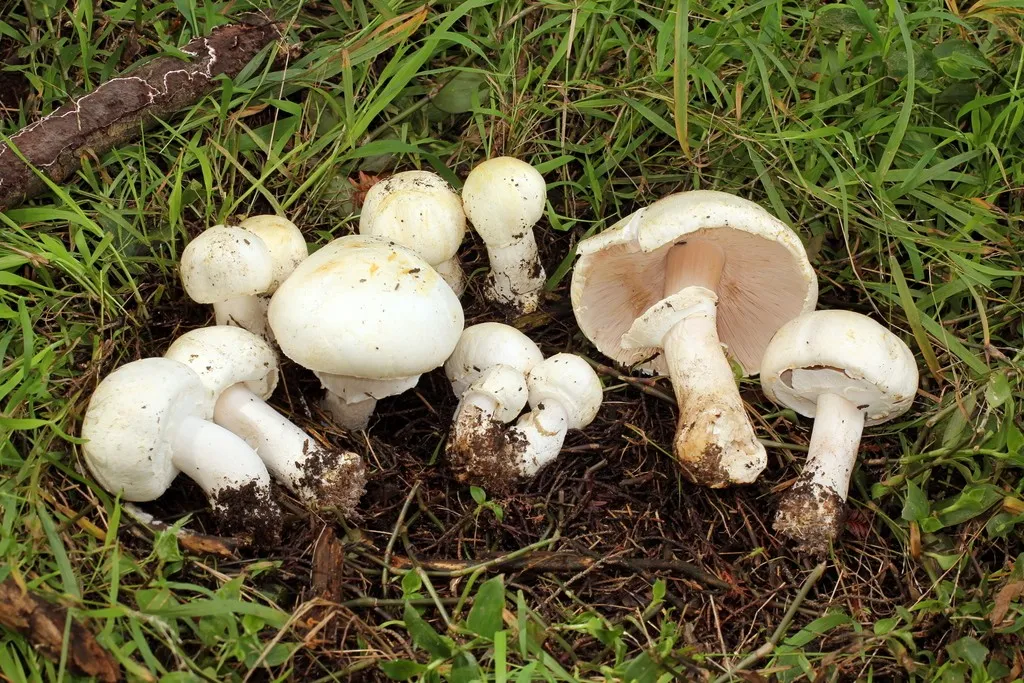 Guía Completa del Agaricus sylvicola: El Champiñón Anisado del Bosque