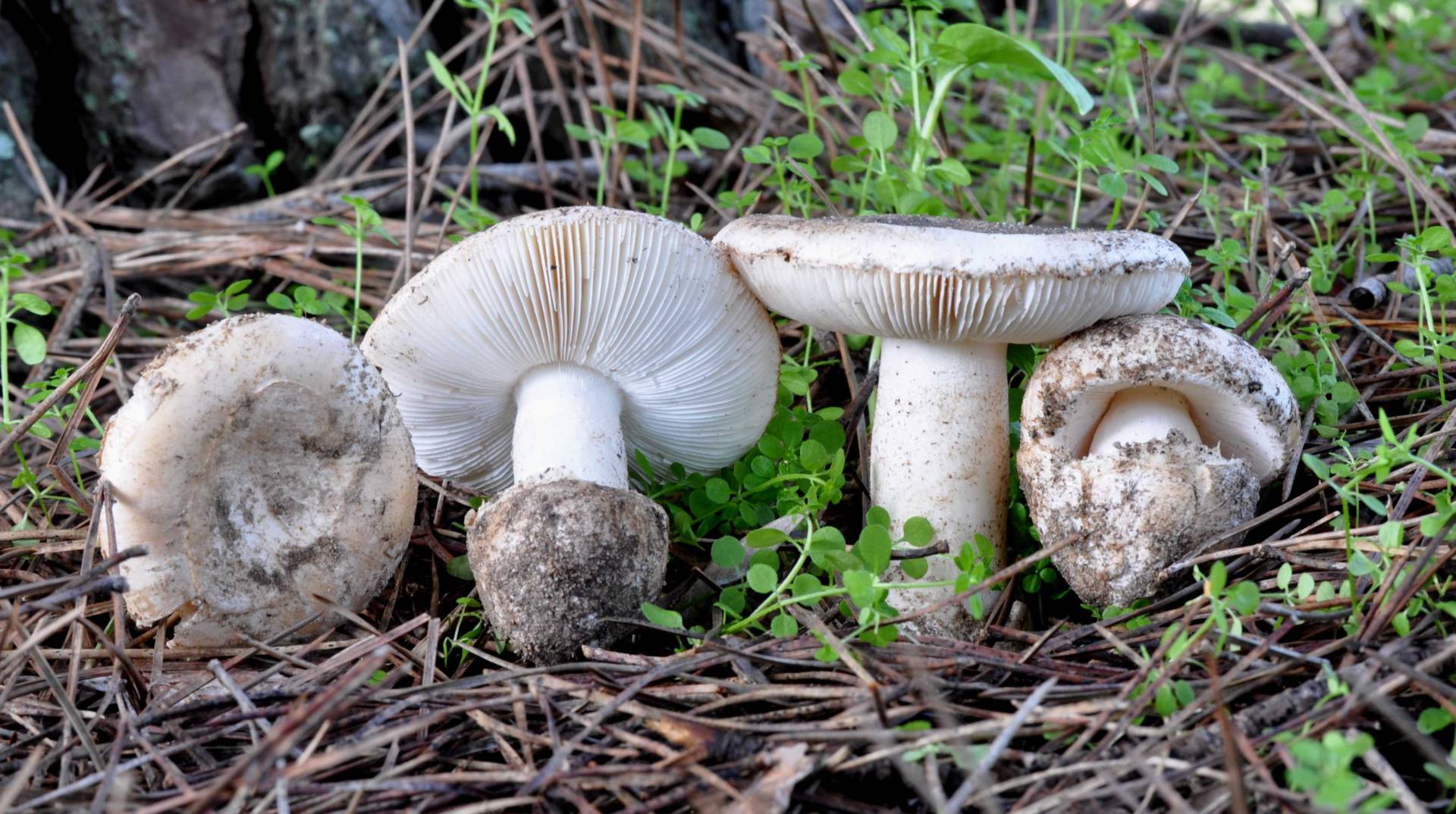 Guía Completa de la Amanita curtipes: El Comestible Blanco de Pie Corto